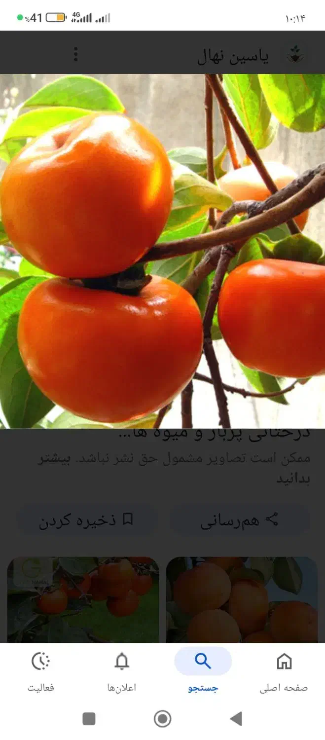 خرمالورودرخت ارگانیگ ارگانیگ|خوردنی و آشامیدنی|رشت, آب و برق|دیوار