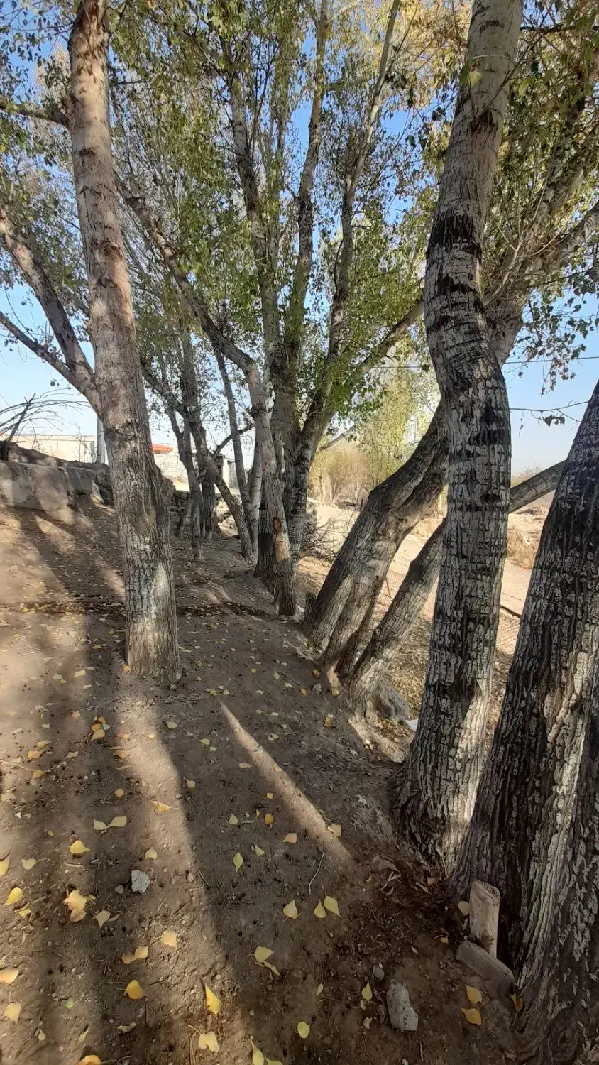 قلمه|گل و گیاه طبیعی|ارشق, |دیوار