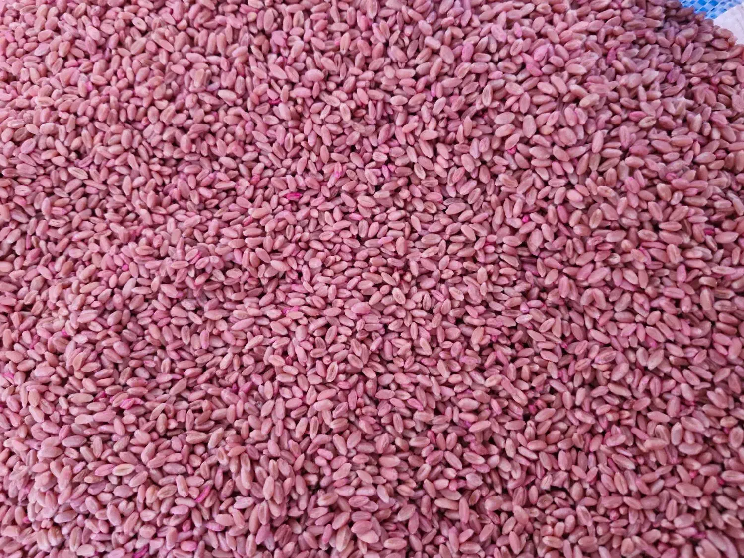 گندم بذری 1 پیشگام آبی ودیمی و سمنویی|خدمات باغبانی و درختکاری|داران, |دیوار