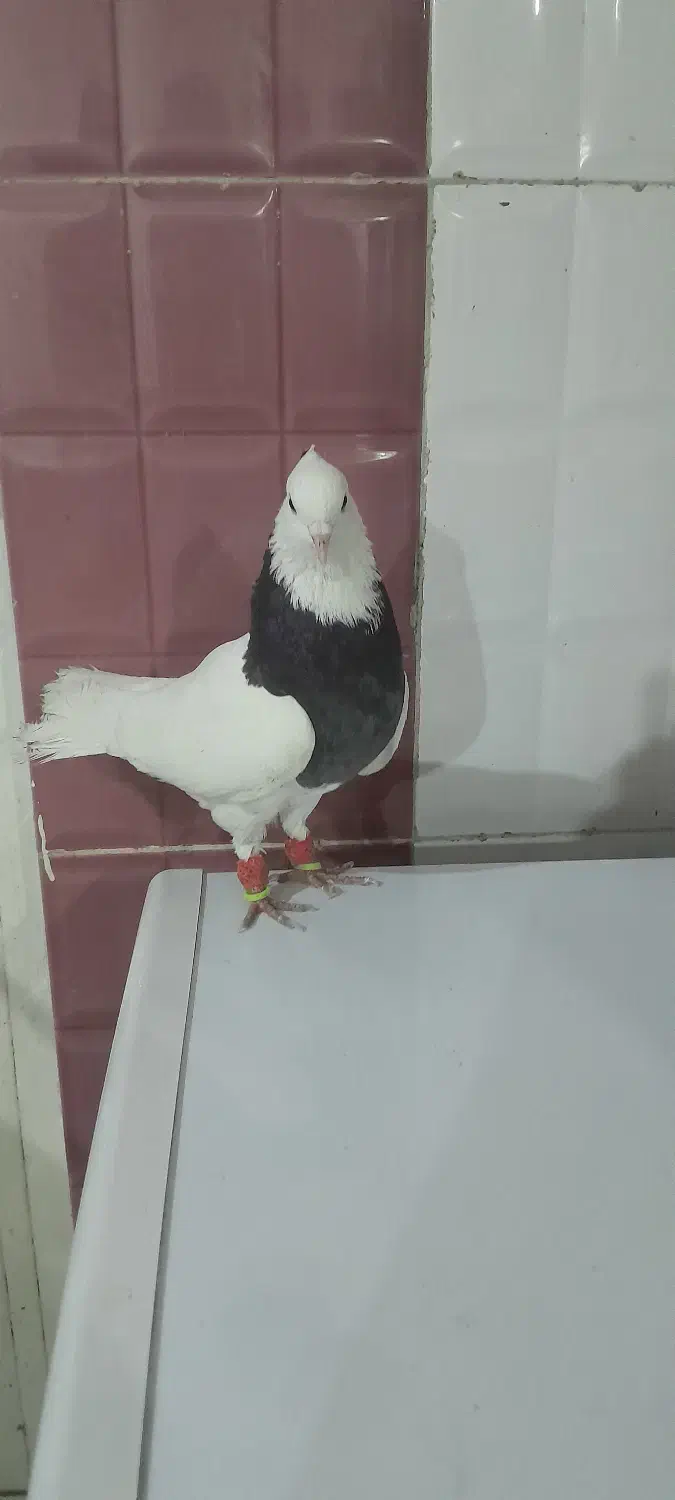 کبوتر|پرنده|شوش, |دیوار