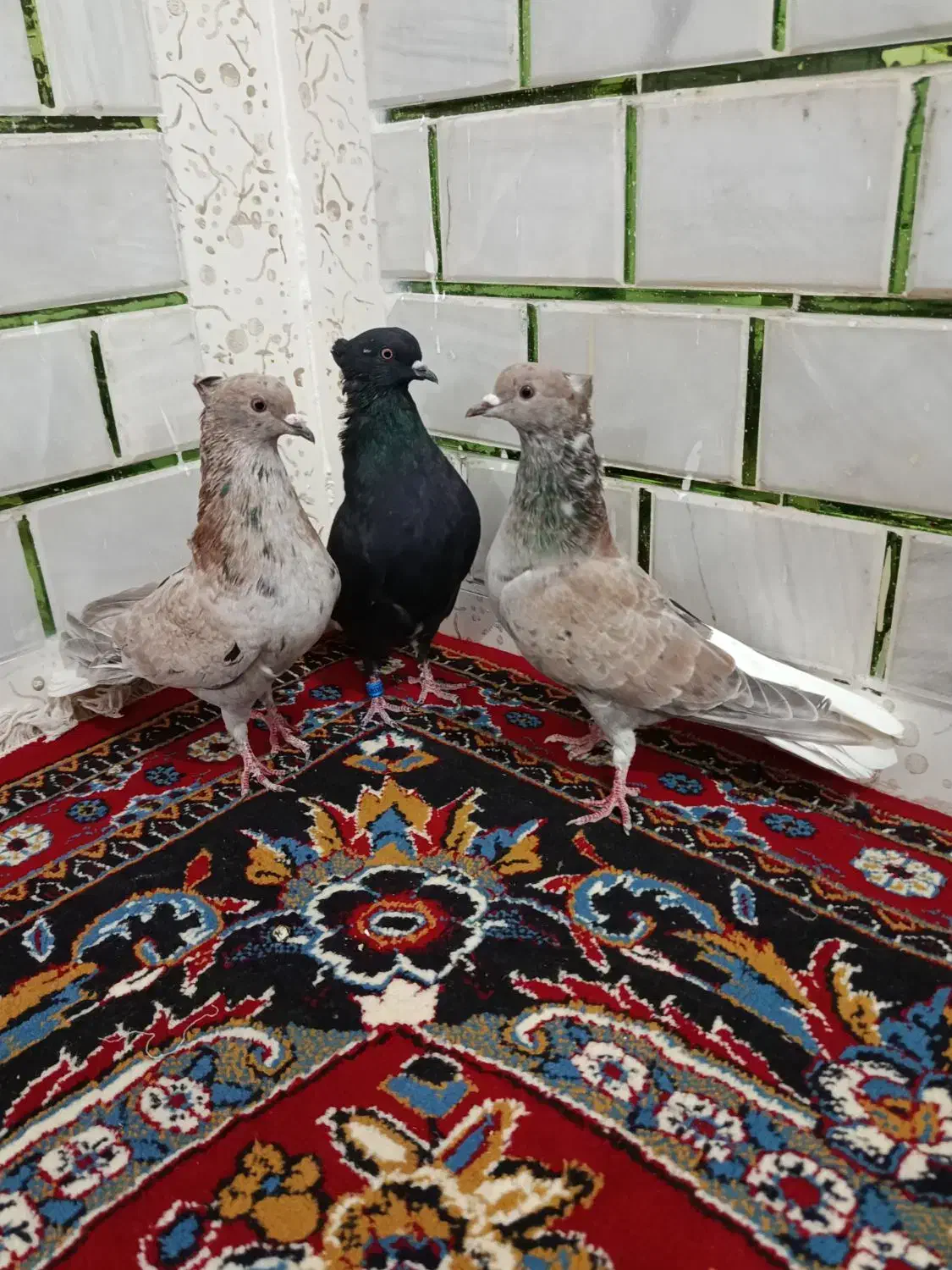 3نرکبوتردم سفید|پرنده|حمیدیه, |دیوار