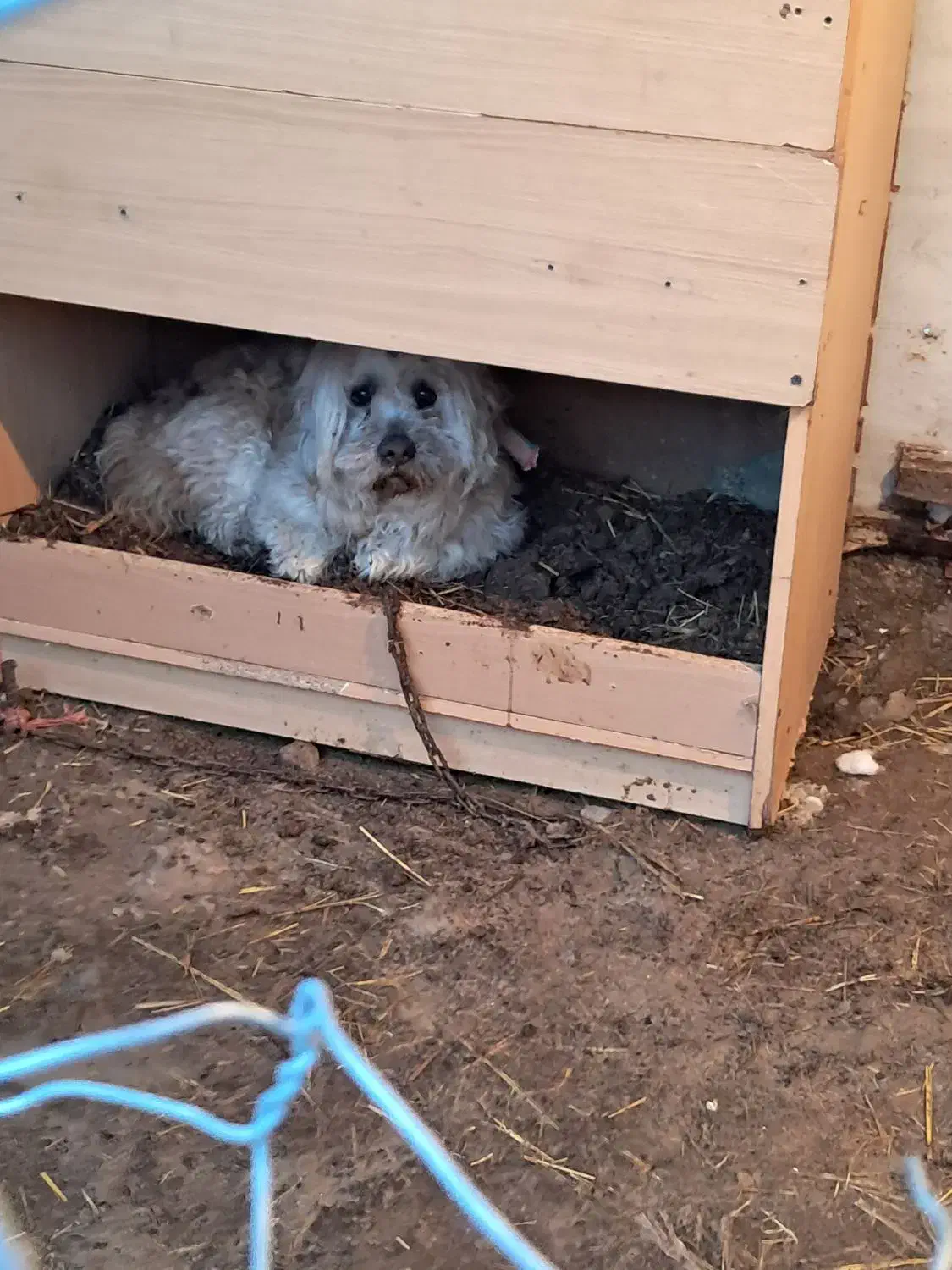 پاکوتاه.|سگ|اردبیل, |دیوار