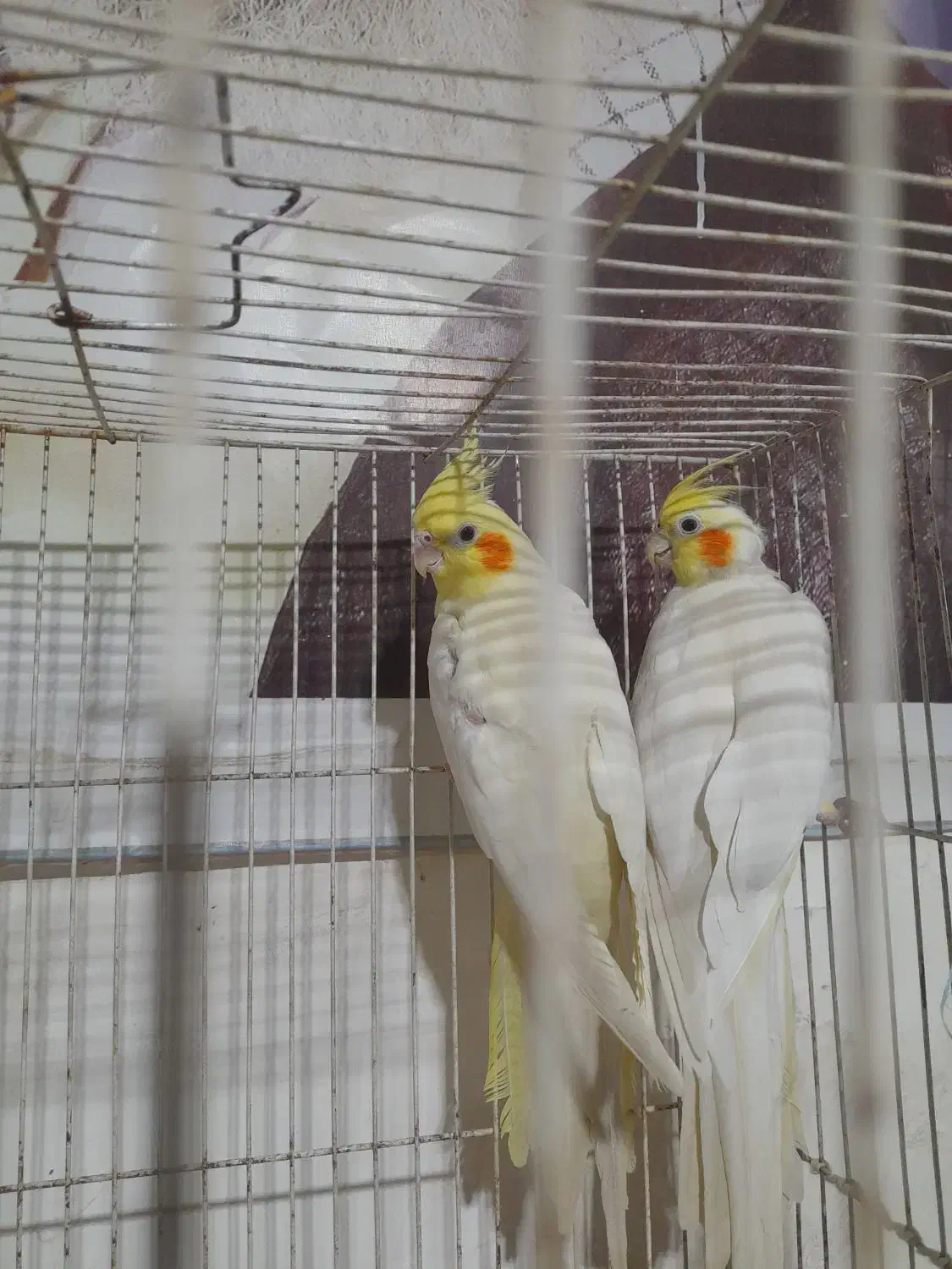 جفت مرغ عشق مولدهمراهباجوجه وجفت عروس لوتینوباتخم|پرنده|مشهد, کشف|دیوار