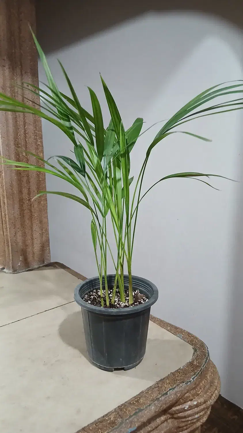 گل اریکا|گل و گیاه طبیعی|چوبر, |دیوار