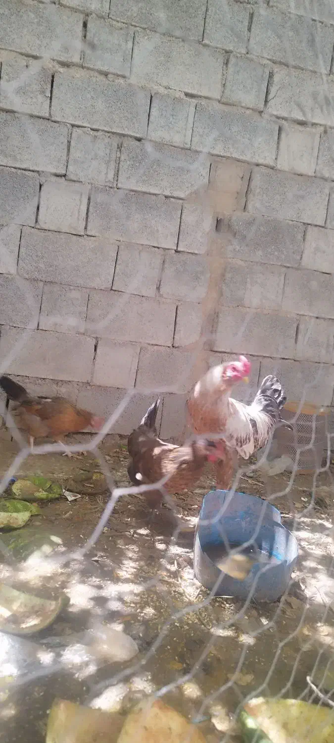 فروش مرغ محلی تخمگذار|حیوانات مزرعه|برازجان, |دیوار