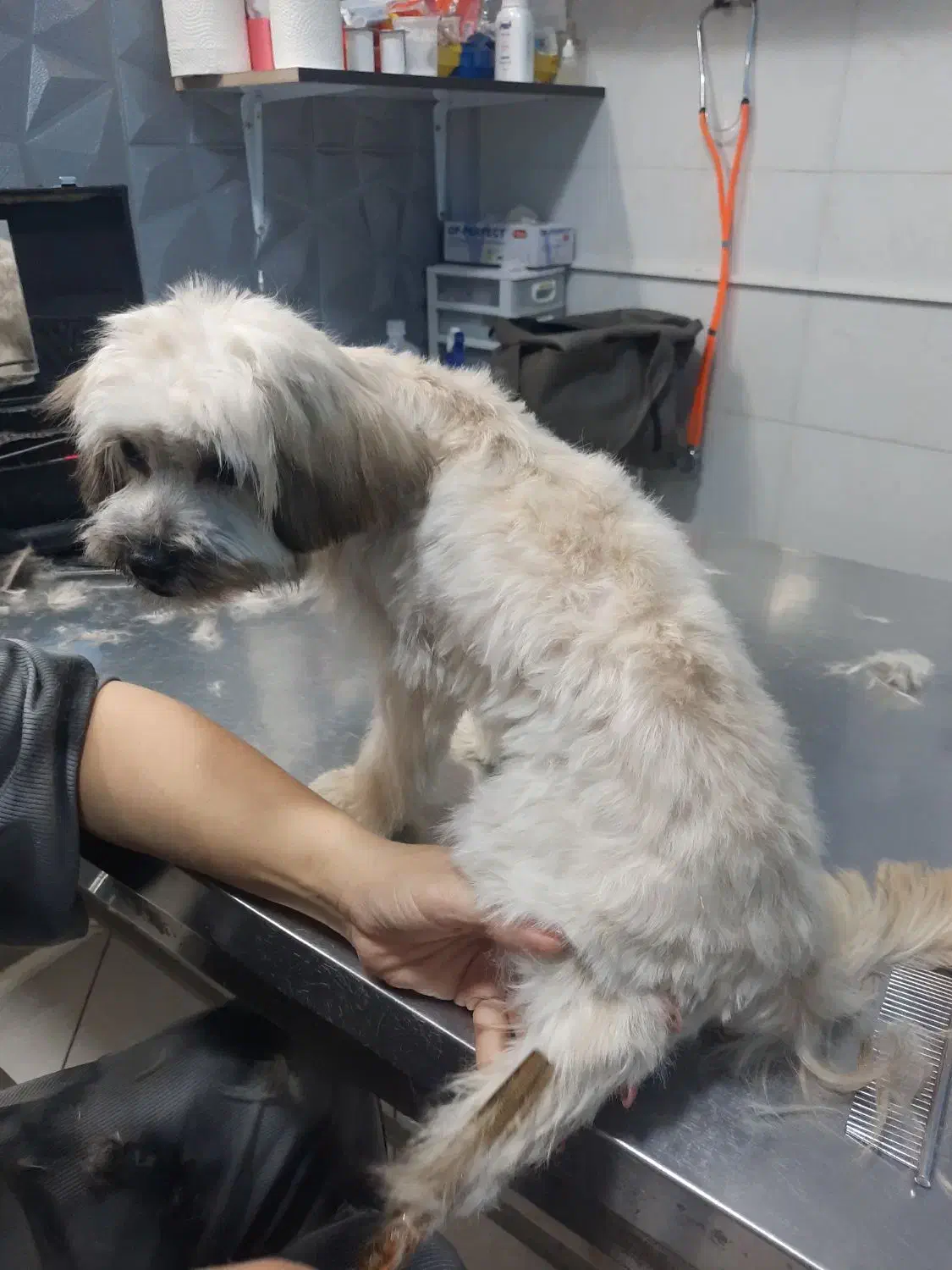 واگذاری پت ۵ ماهه شیتزو|سگ|شهریار, شهریار|دیوار