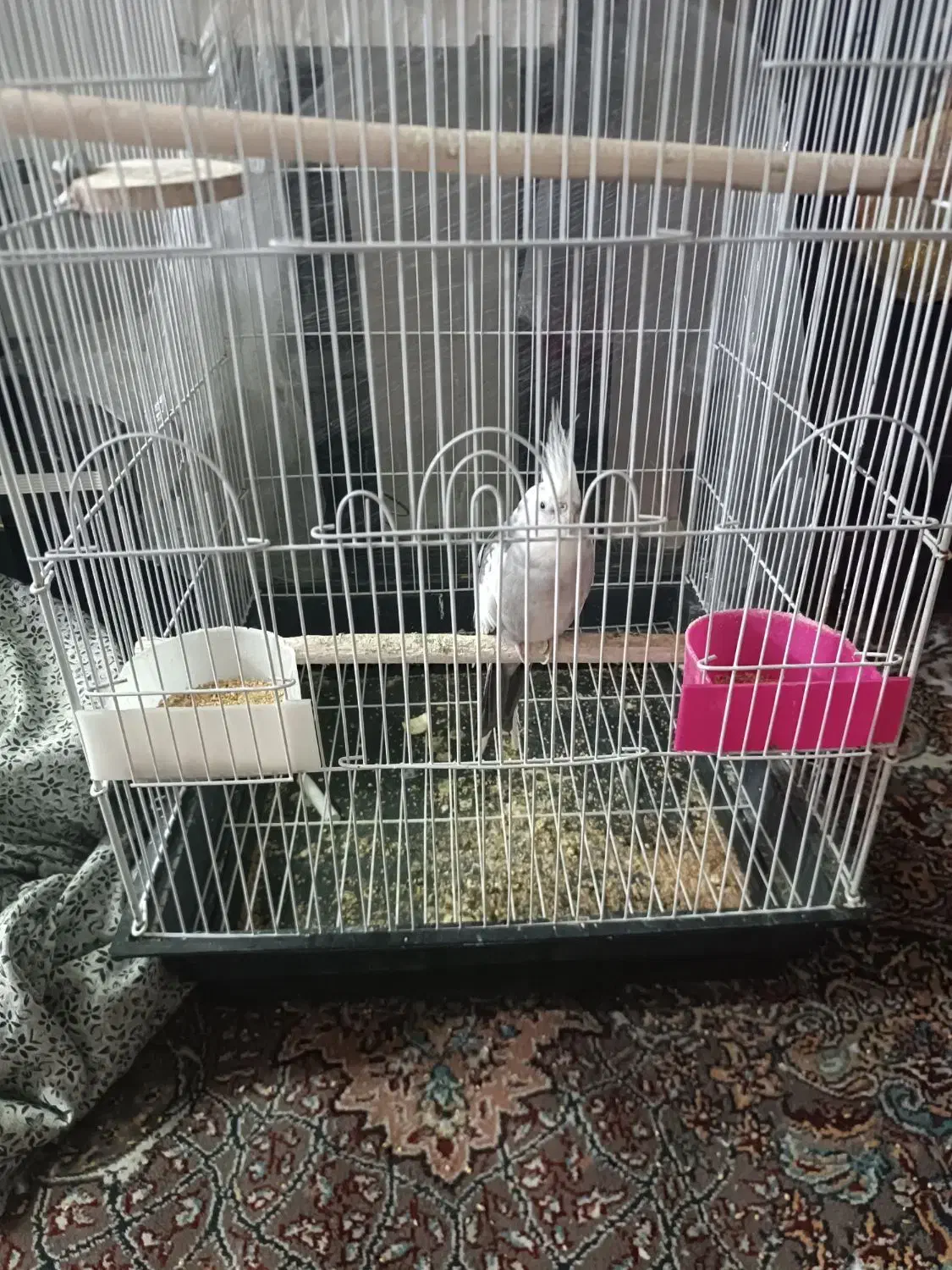 عروس نر وایت|پرنده|مشهد, ابوذر|دیوار