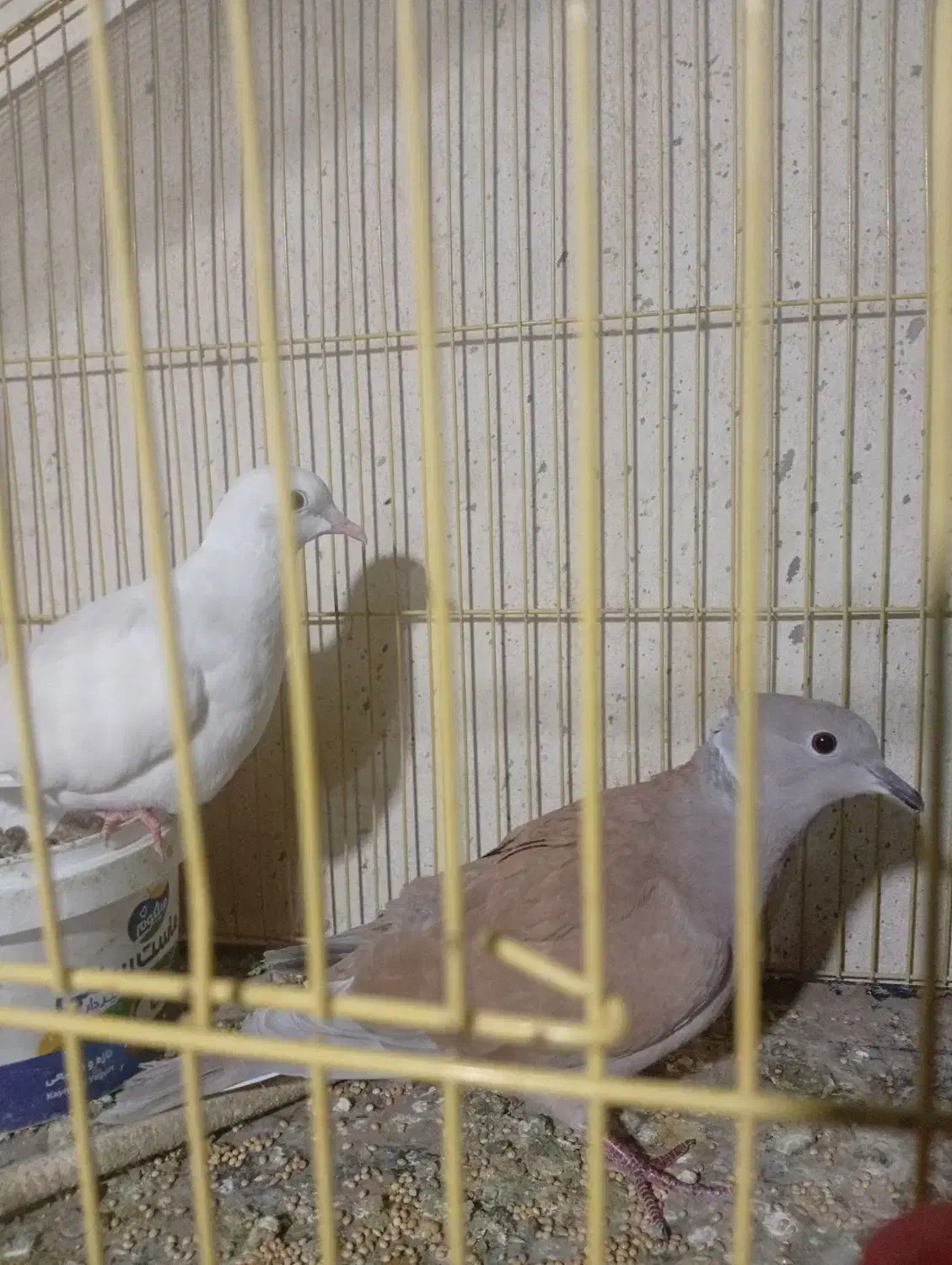 یک جفت کبوتر محلی|پرنده|میناب, |دیوار