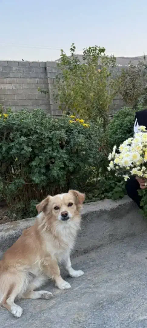 سگ پامر روباهی|سگ|نورآباد ممسنی, |دیوار