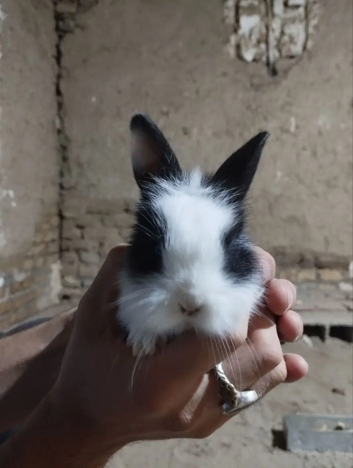 بچه خرگوش سفید مشکی|موش و خرگوش|گنبد کاووس, |دیوار