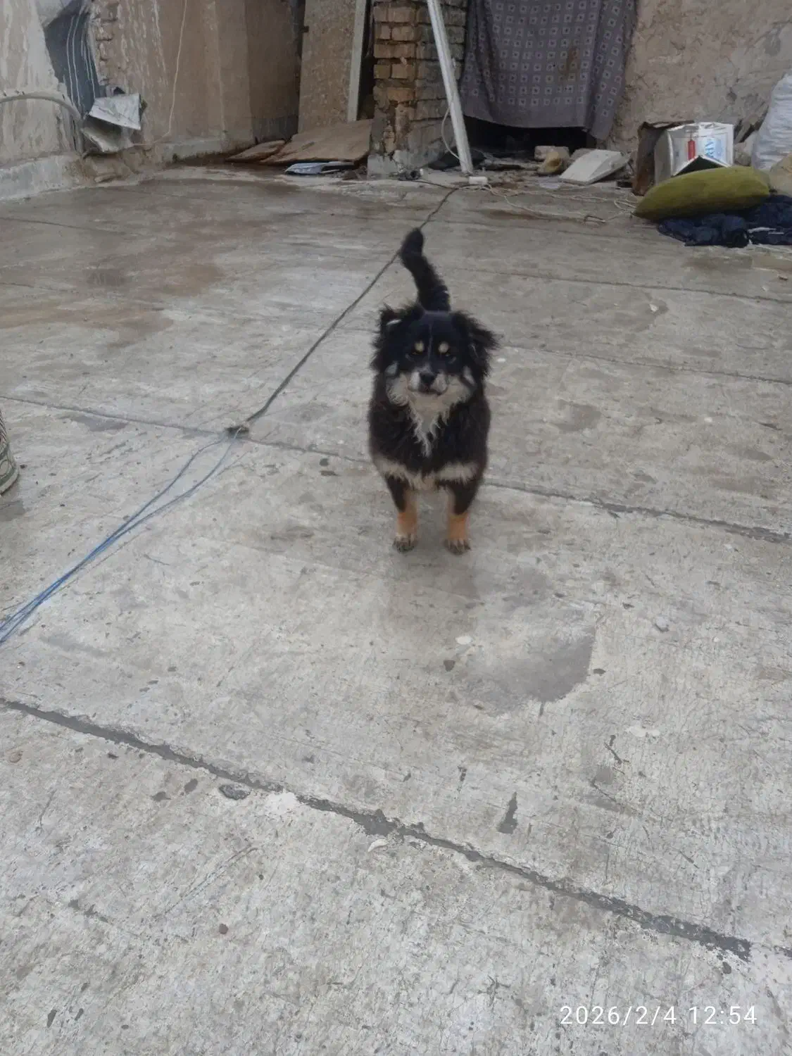 شیتزو|سگ|قم, سراجه (۱۵ خرداد)|دیوار