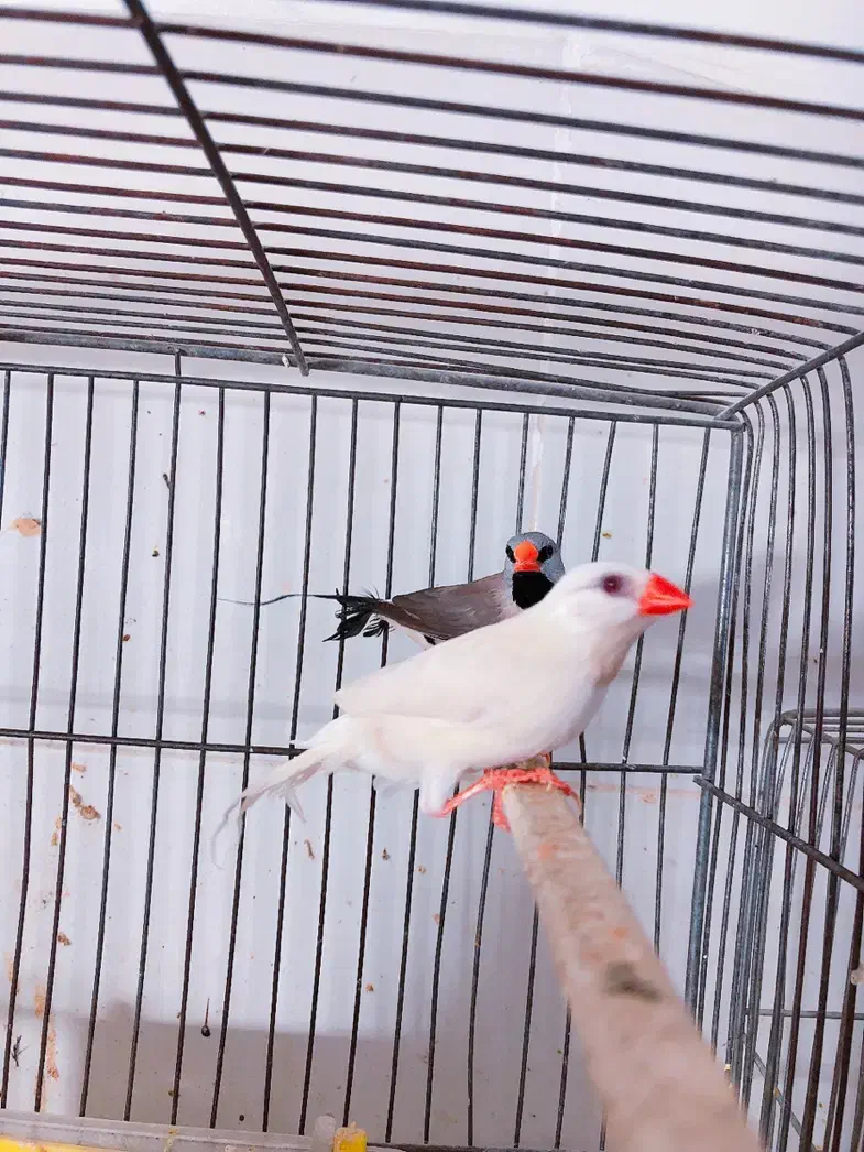 فنچ کرواتی آلبینو مولد و فنچ گلوبریده مولد به شرط|پرنده|تهران, سبلان (لشگر)|دیوار