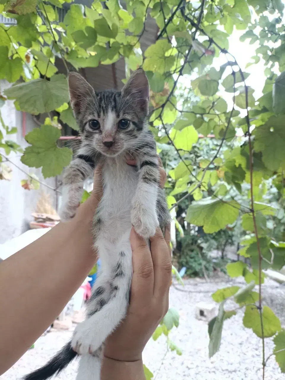 واگذاری تام|گربه|رشت, گلسار|دیوار