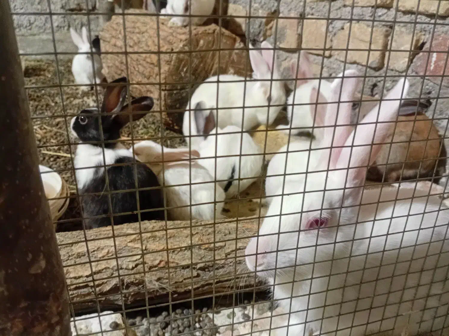 فروش خرگوش|موش و خرگوش|سلفچگان, |دیوار