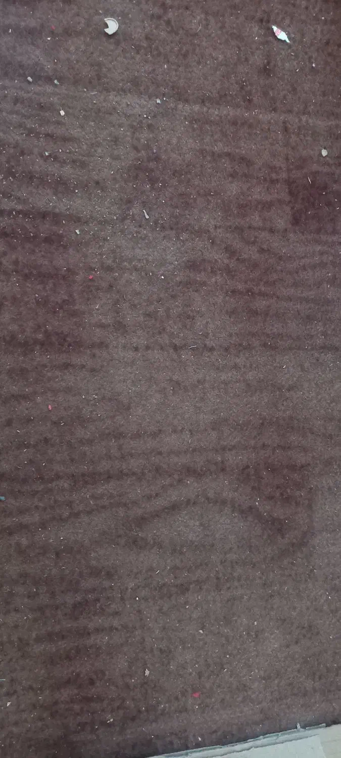 موکت تمیز به رنگ زرشکی|موکت|کرمان, |دیوار