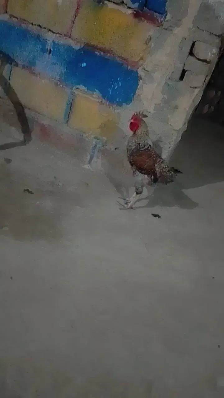 مرغ خروس مامل میکنم با مرغ عشق|پرنده|ایرانشهر, |دیوار