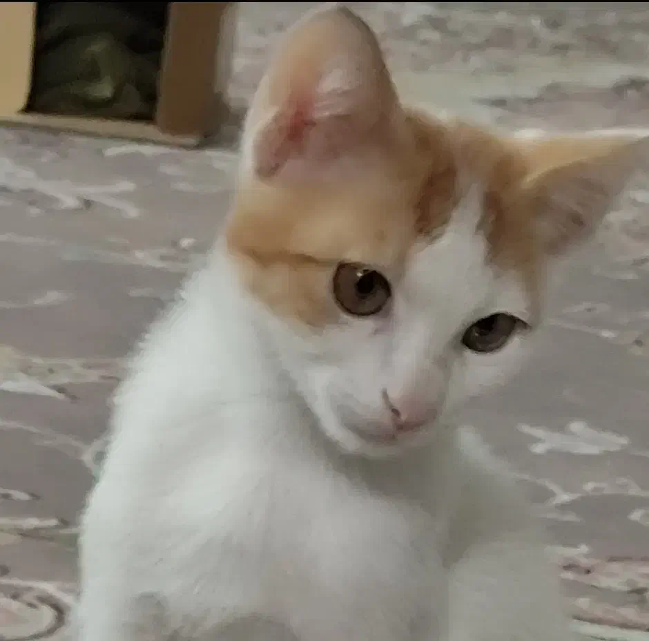 بچه گربه نر|گربه|قم, طلاب غیر ایرانی|دیوار