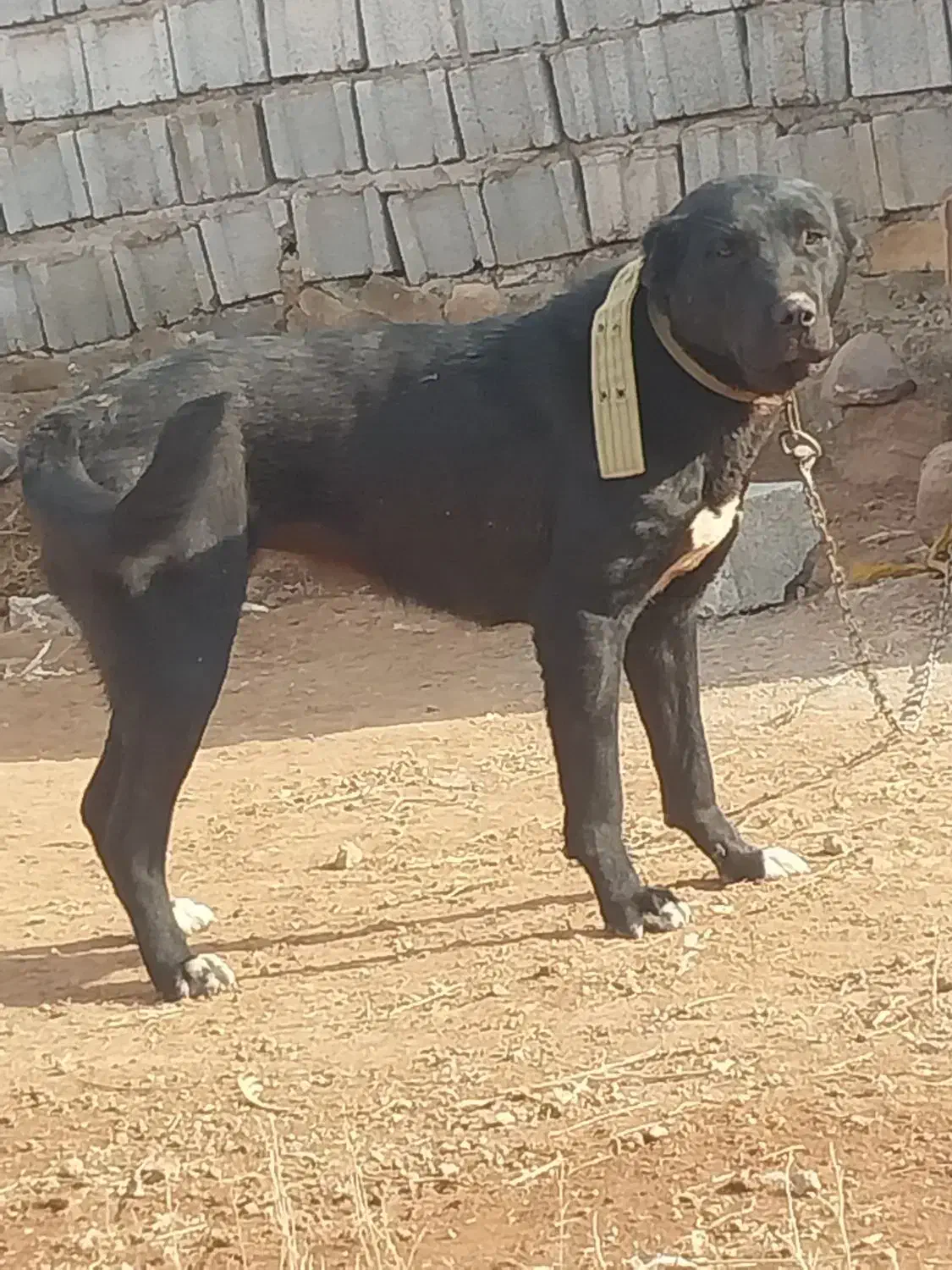 ماده سرابی ۱۲ ماه|سگ|باسمنج, |دیوار