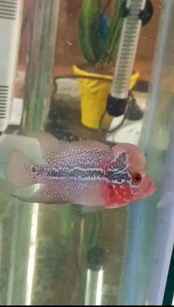 ماهی فلاور نر و ماده|ماهی|مشهد, شهرک امام هادی (شهرک غرب)|دیوار