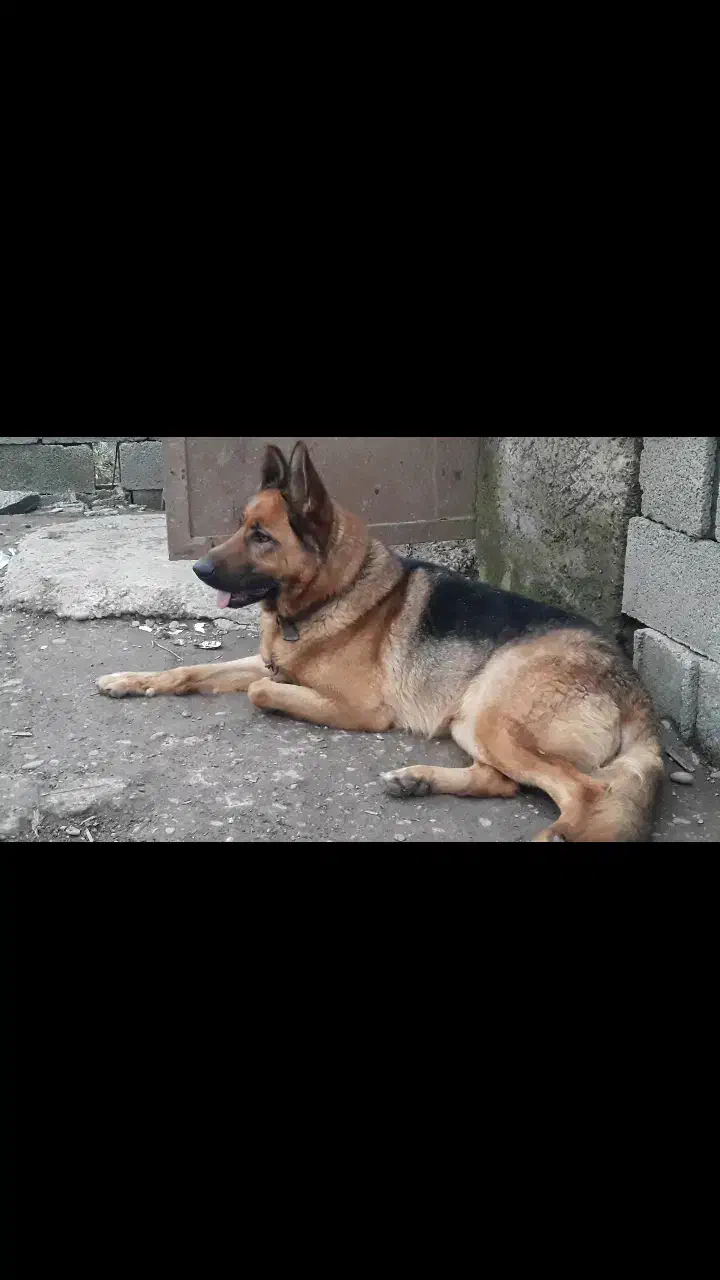 فروش سگ ژرمن شپرد|سگ|رشت, حومه رشت|دیوار