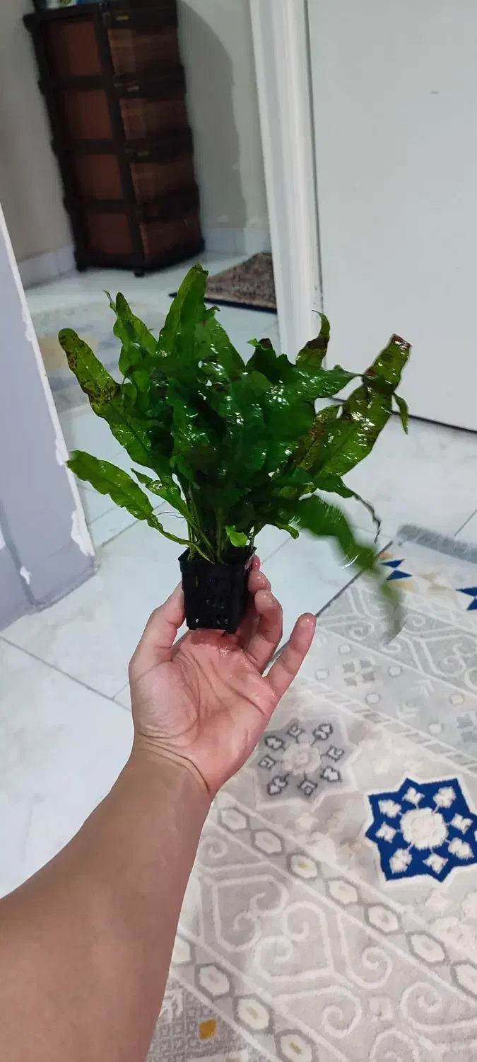 گیاه اکواریومی|ماهی|گرگان, |دیوار