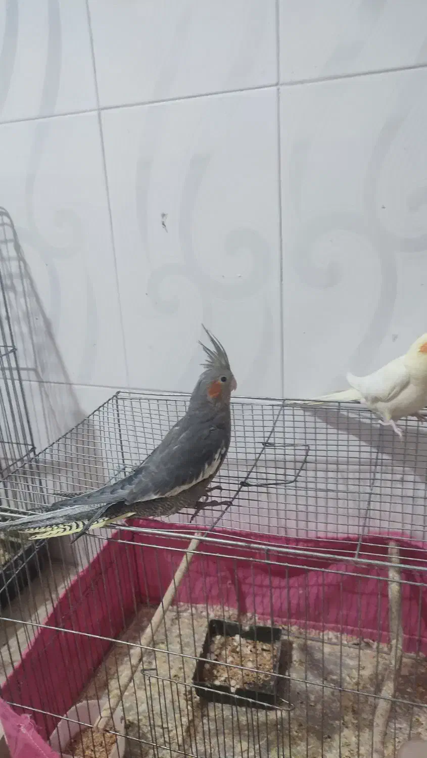 فروش دو عدد عروس هلندی|پرنده|حمیدیا, |دیوار