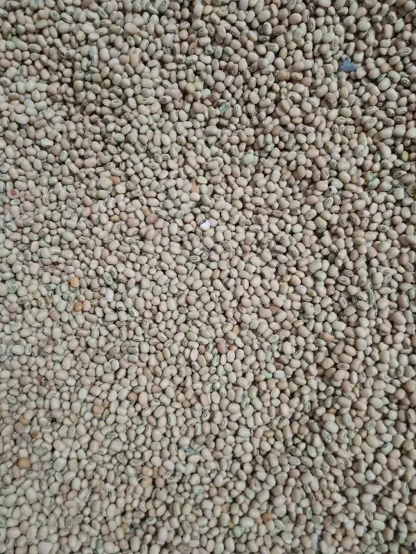 لوبیا|عمده‌فروشی|فاریاب, |دیوار