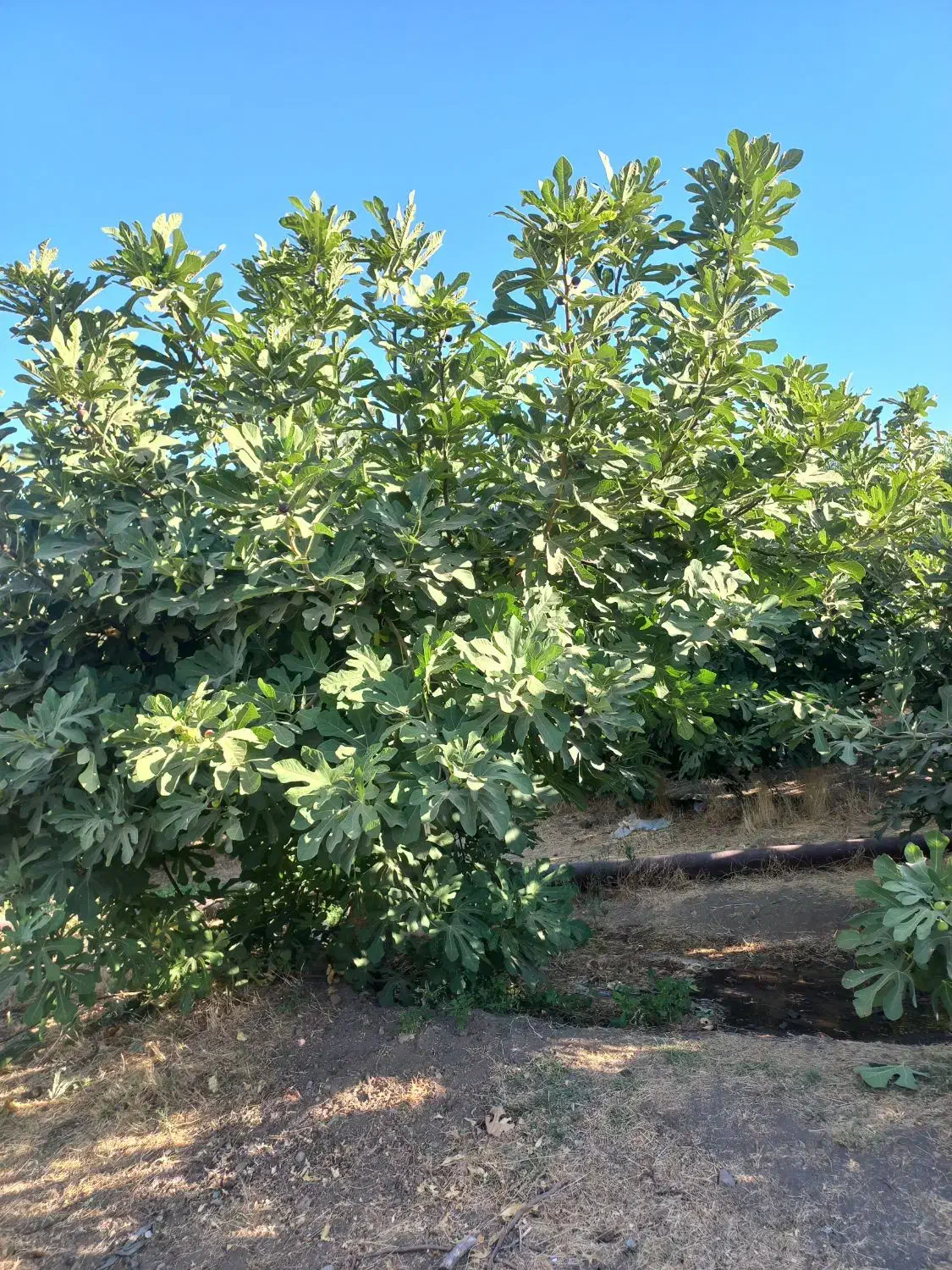 باغ و منزل مسکونی|فروش خانه و ویلا|معمولان, |دیوار