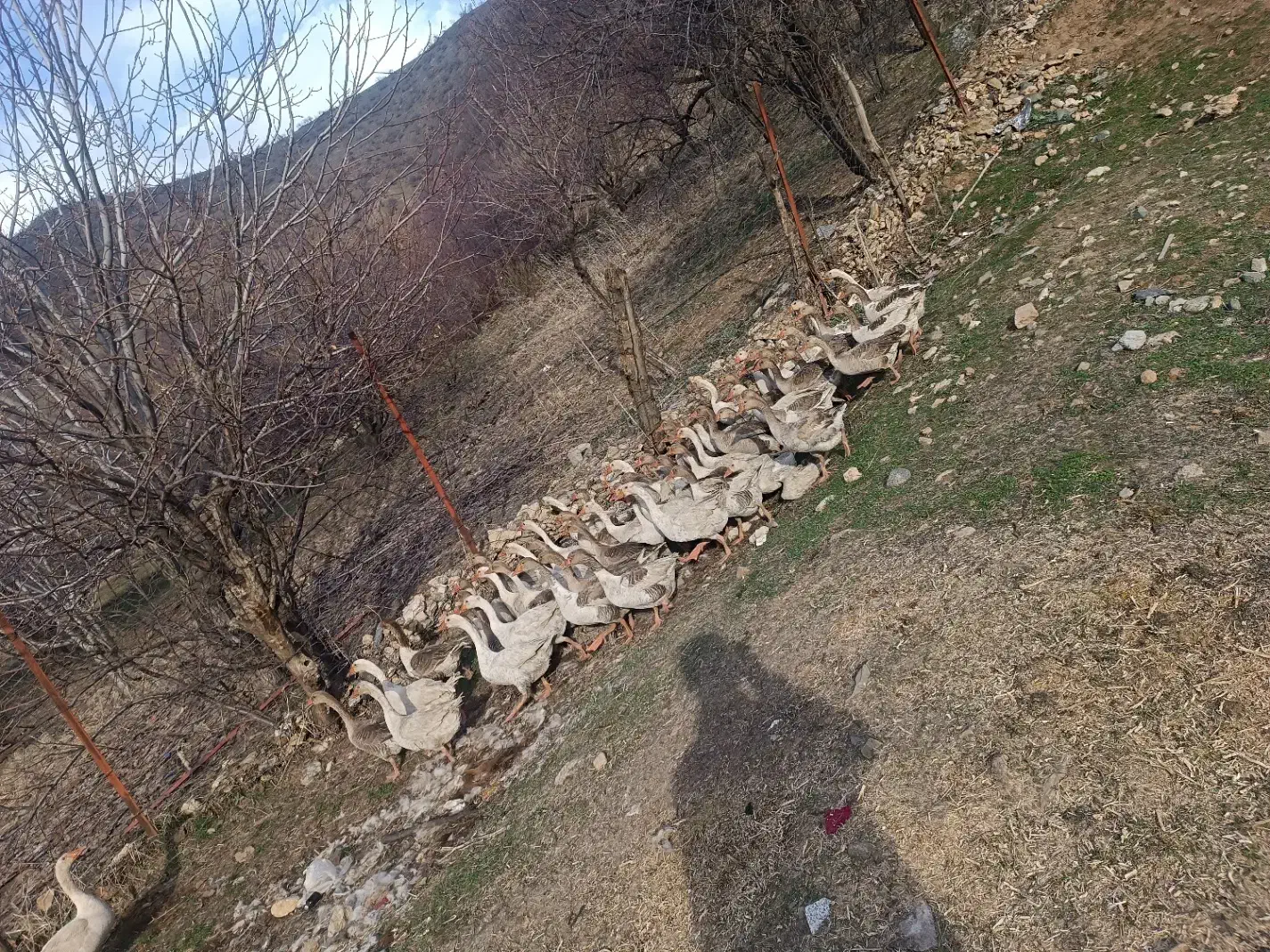 غاز|حیوانات مزرعه|مریوان, |دیوار