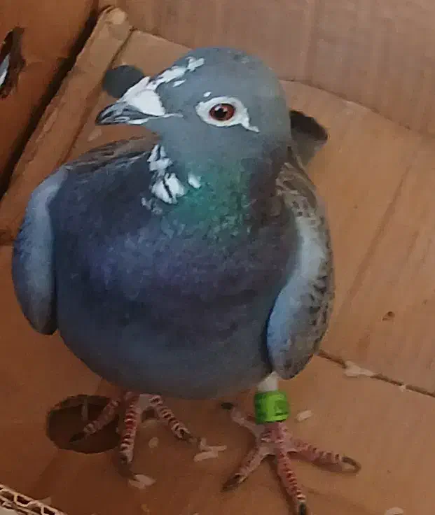 کبوتر عالی|پرنده|محلات, |دیوار