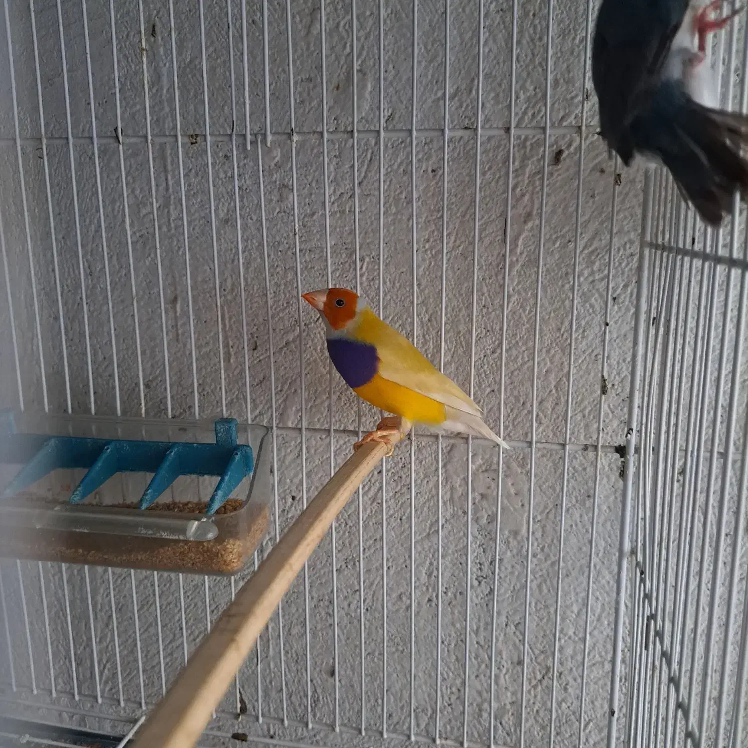 فنچ نر گلدین|پرنده|مشکین‌دشت, |دیوار