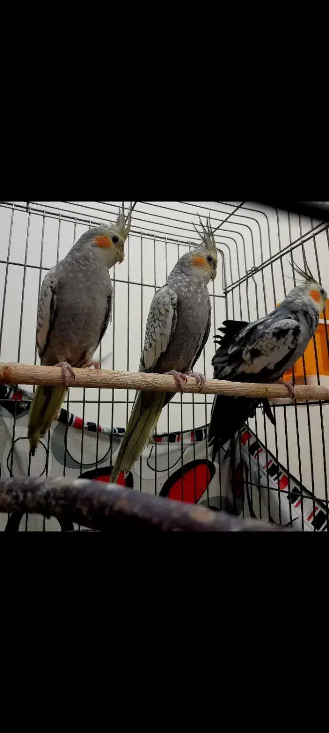 جوجه طوطی عروسی هلندی|پرنده|تهران, تاکسیرانی|دیوار