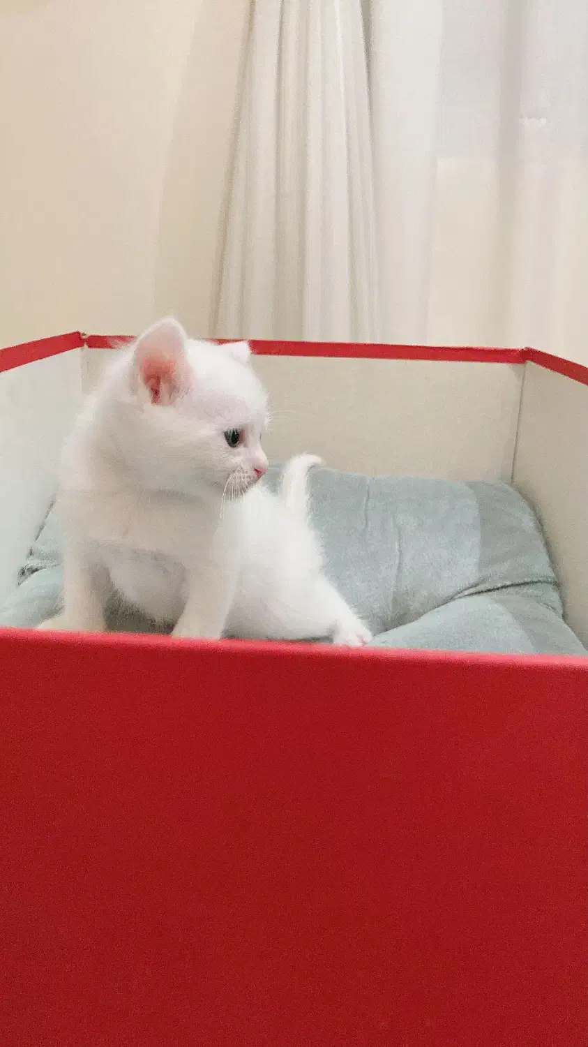 گربه نژاد بریتیش|گربه|تهران, جنتآباد شمالی|دیوار