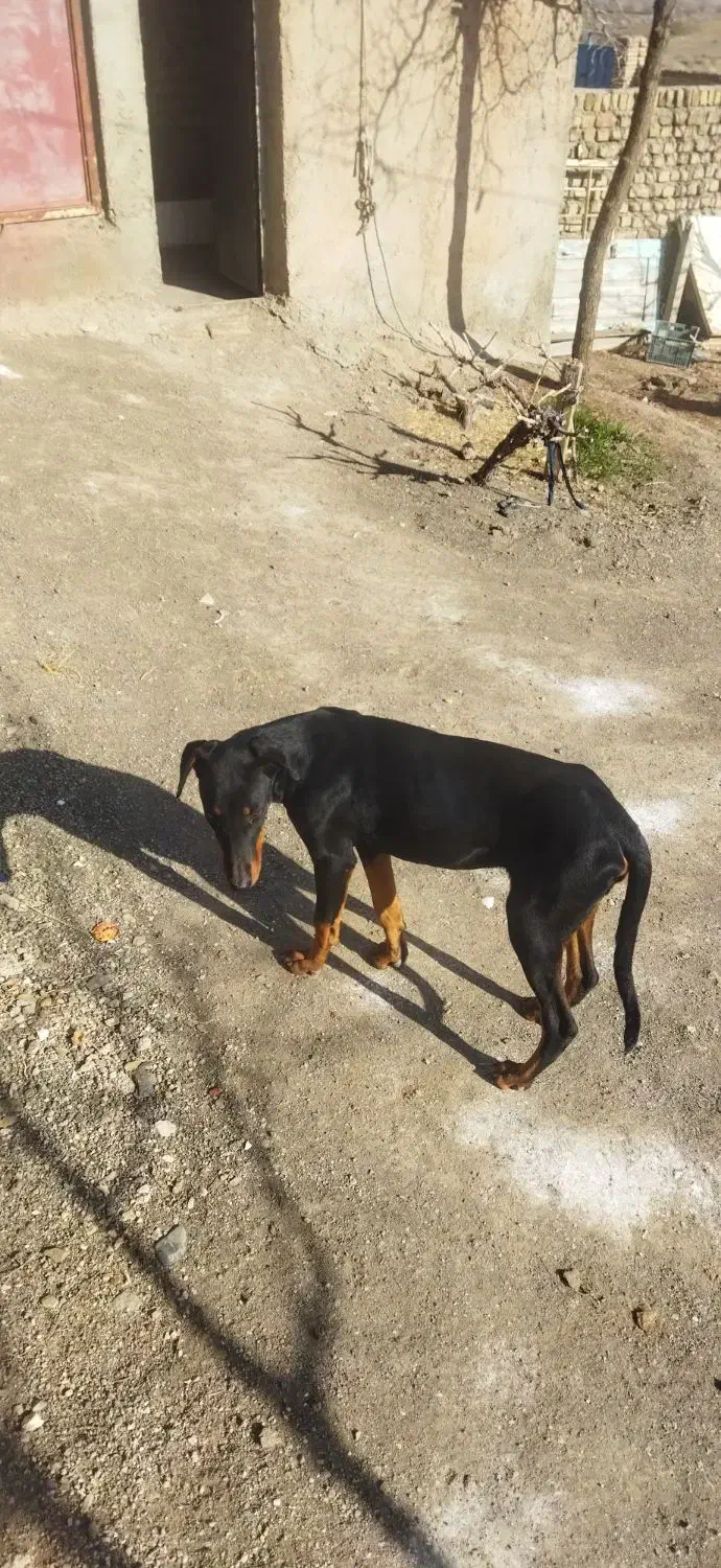 سگ نگهبان|سگ|طاغنکوه, |دیوار