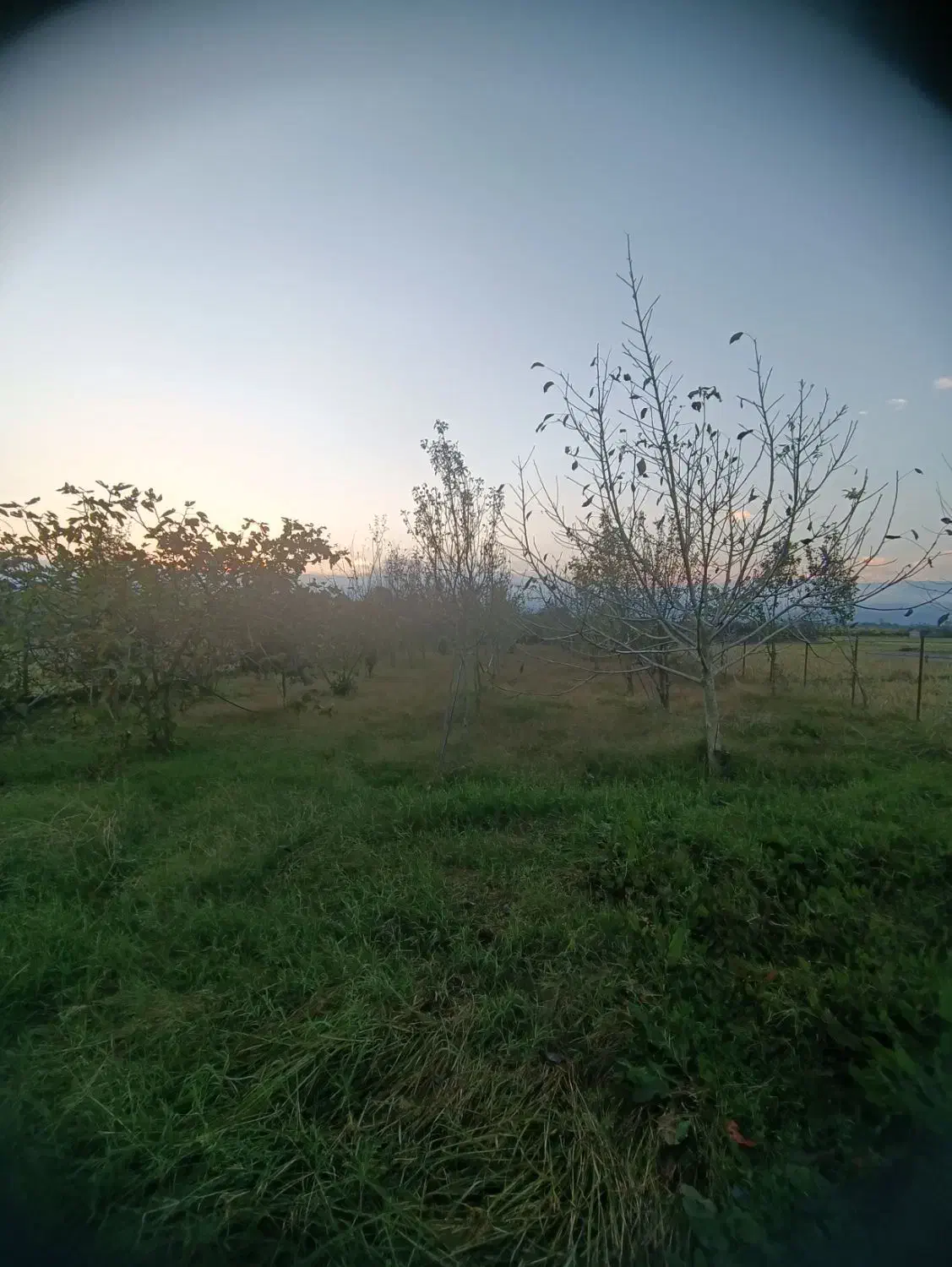 1000متر زمین مسکونی/ساحل کلفارود|فروش زمین و ملک کلنگی|تالش, طولارود|دیوار