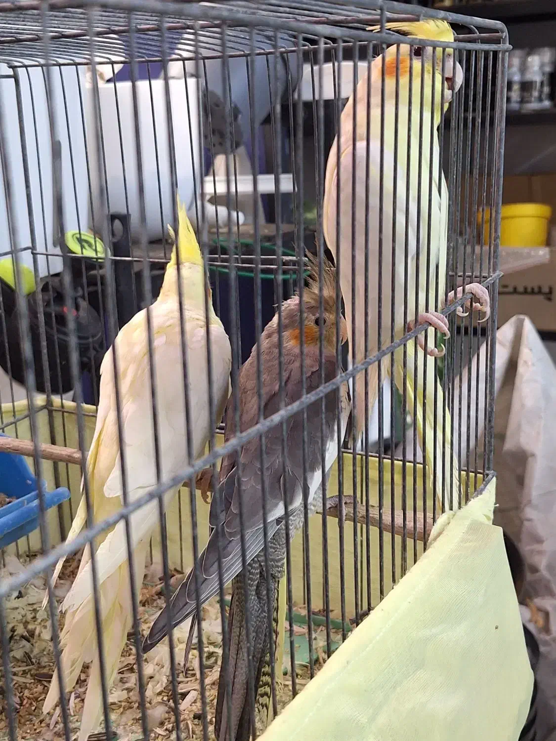 عروس هلندی جوجه تازه دون خور|پرنده|شهرضا, |دیوار