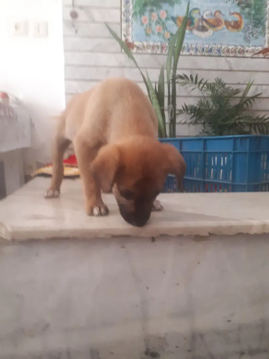 سگ اشپیتز|سگ|اصفهان, کشاورزی|دیوار