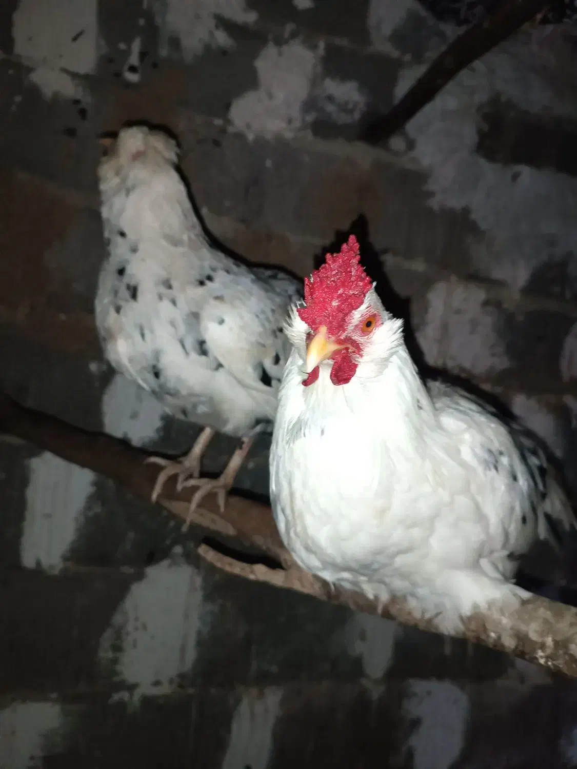 مرغ و خروس گلین چهل تاج|حیوانات مزرعه|خان ببین, |دیوار