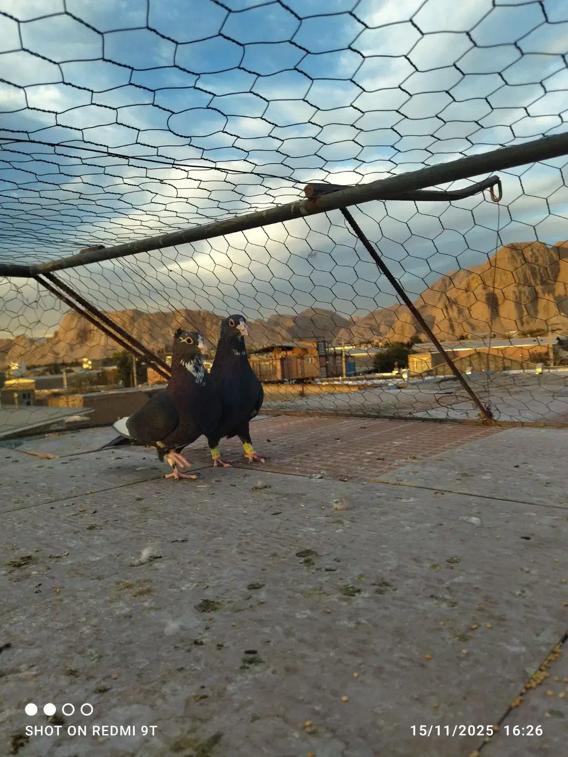 کبوتر پلنگ|پرنده|کرمان, |دیوار