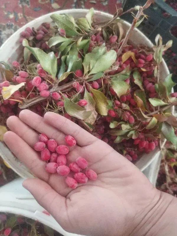 زرشگ تازه|خوردنی و آشامیدنی|سده (خراسان جنوبی), |دیوار