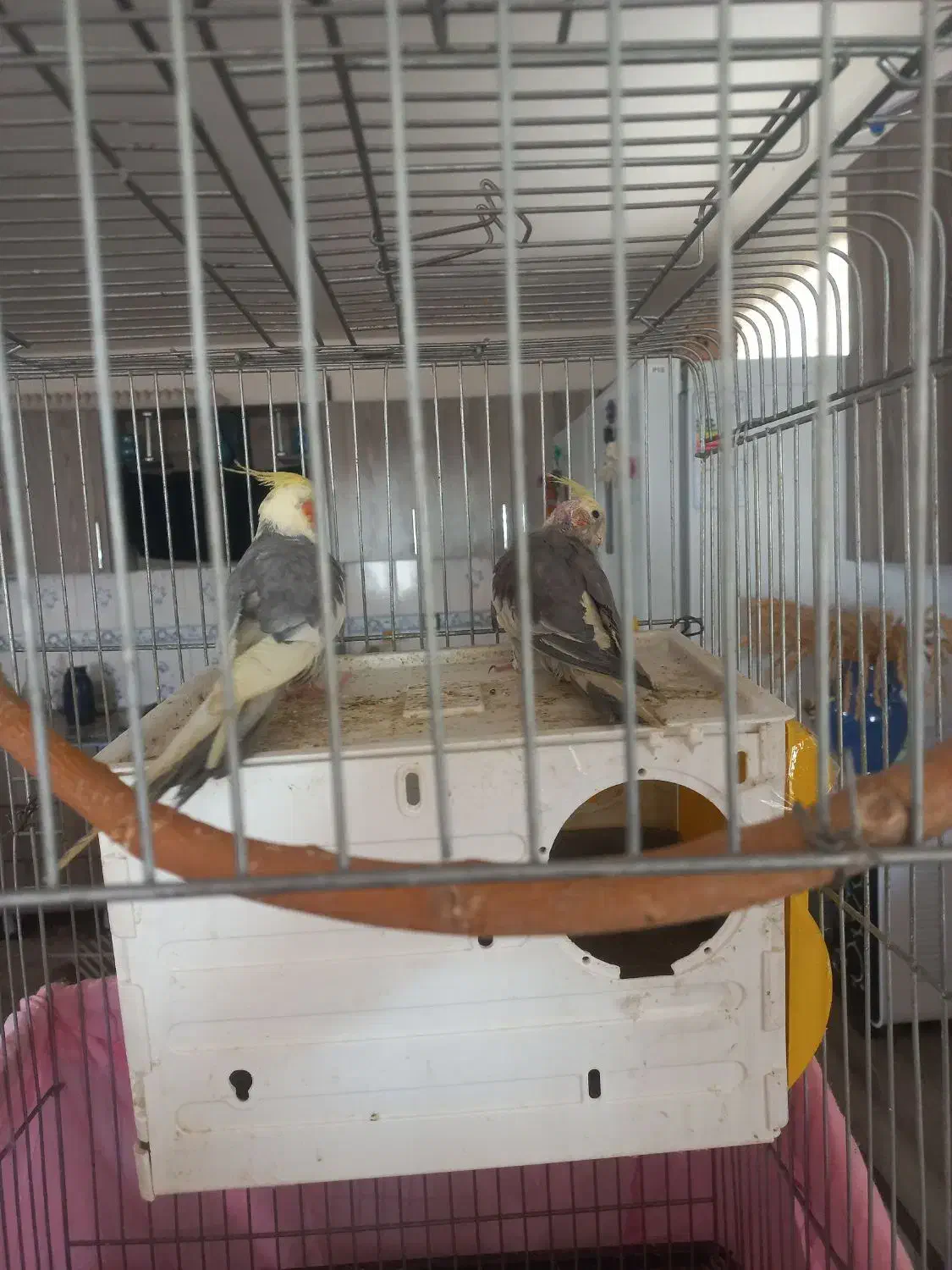 فروشعروسهلندیمولد|پرنده|کبودرآهنگ, |دیوار