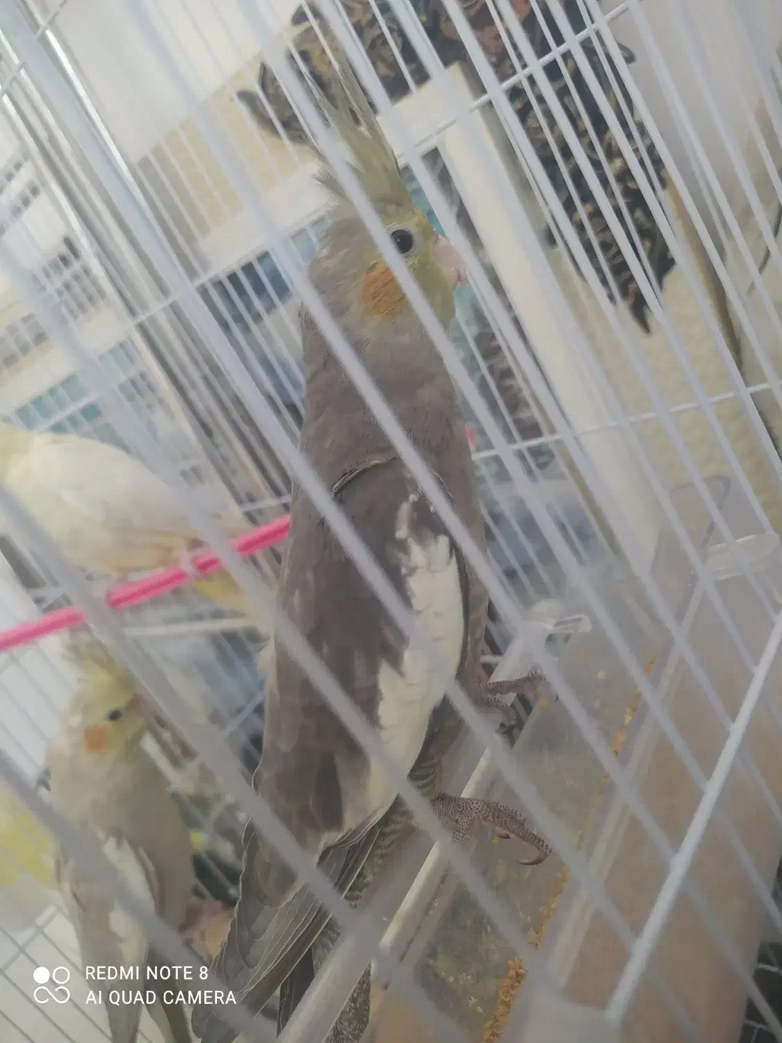 سه جوجه عروس|پرنده|مشهد, بلال|دیوار