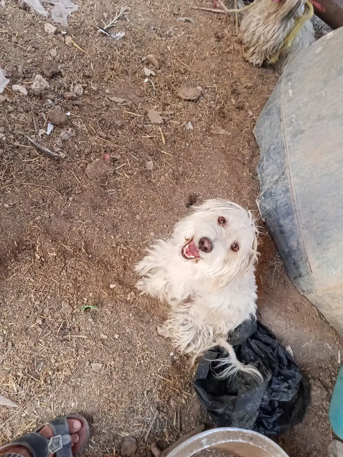 سه عدد سگ پاکوتاه|سگ|داراب, |دیوار