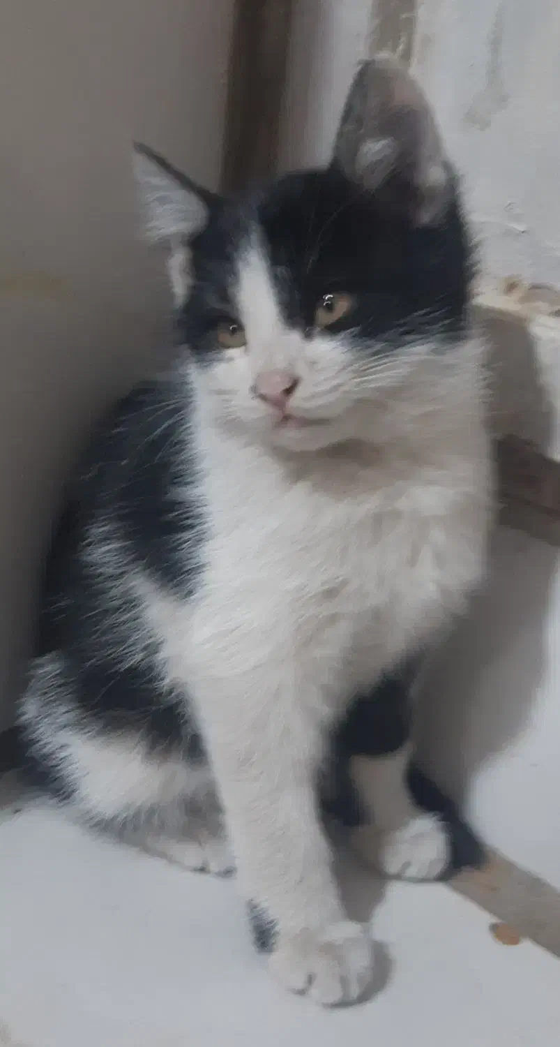 بچه گربه ۳ماهه خانگی باهوش|گربه|مشهد, انصار|دیوار