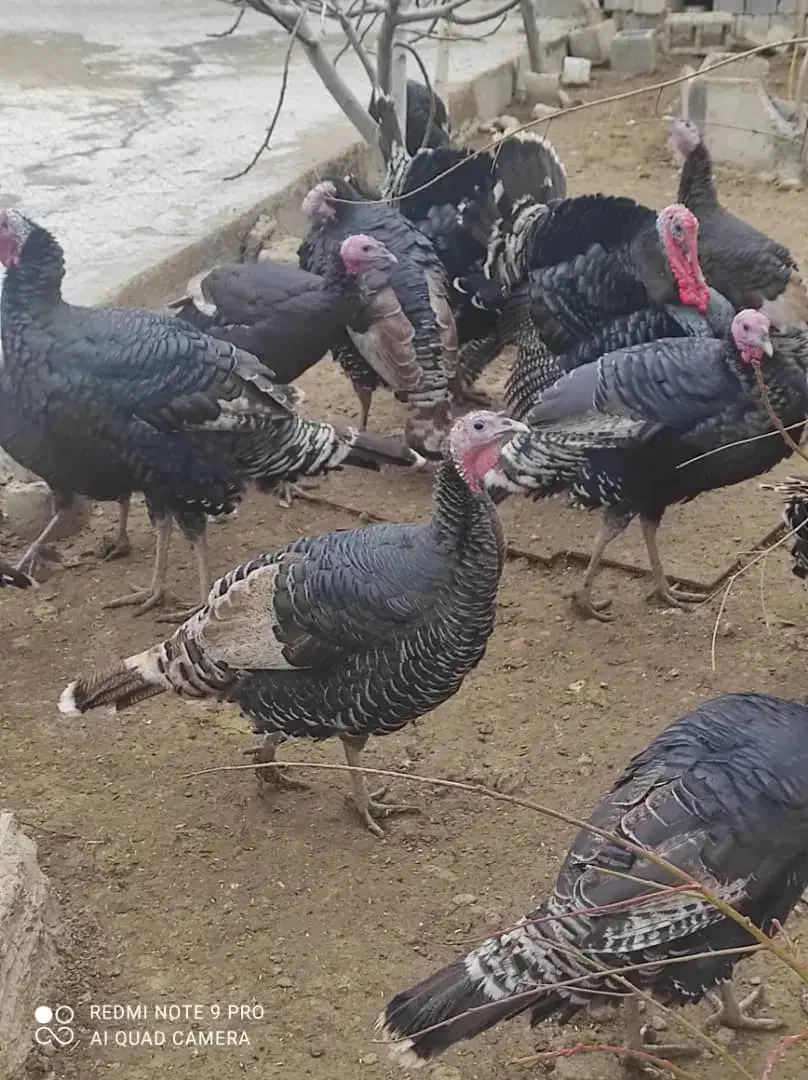 بوقلمون|حیوانات مزرعه|شیراز, شیخ علی چوپان|دیوار