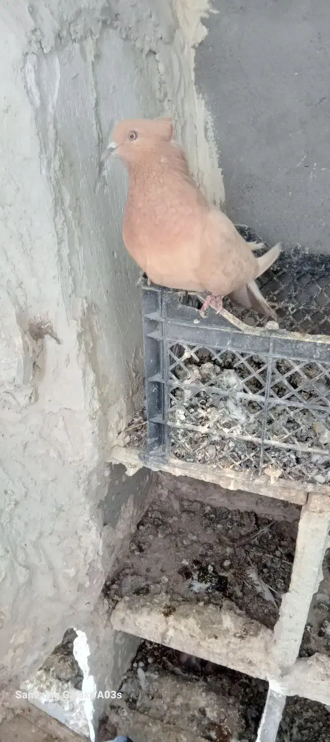 کفتر|پرنده|اردبیل, |دیوار