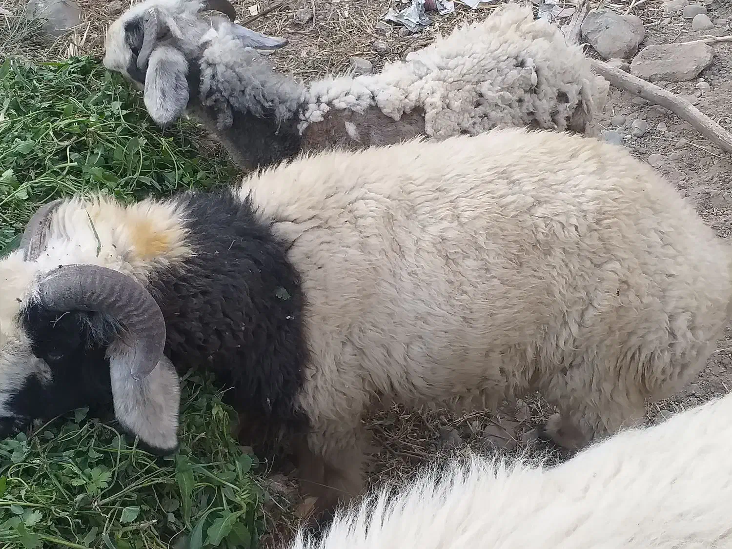 قوچ و بره|حیوانات مزرعه|جیرفت, |دیوار