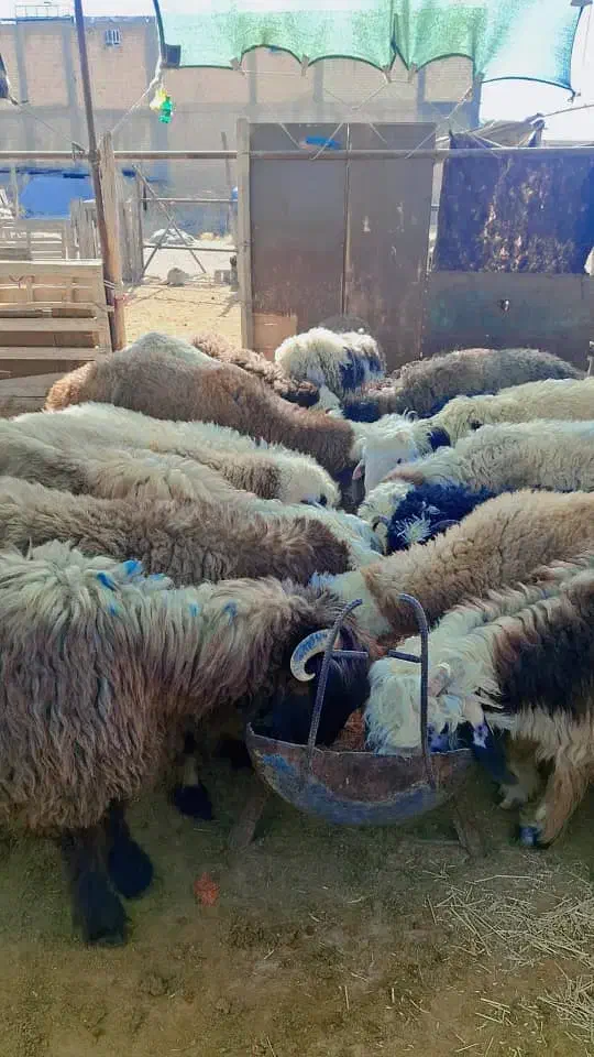 بره نر|حیوانات مزرعه|مرودشت, شهرک مهدیه|دیوار