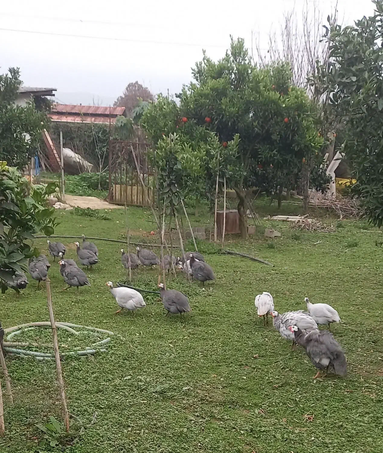 مرغ شاخدار|حیوانات مزرعه|قائم‌شهر, |دیوار