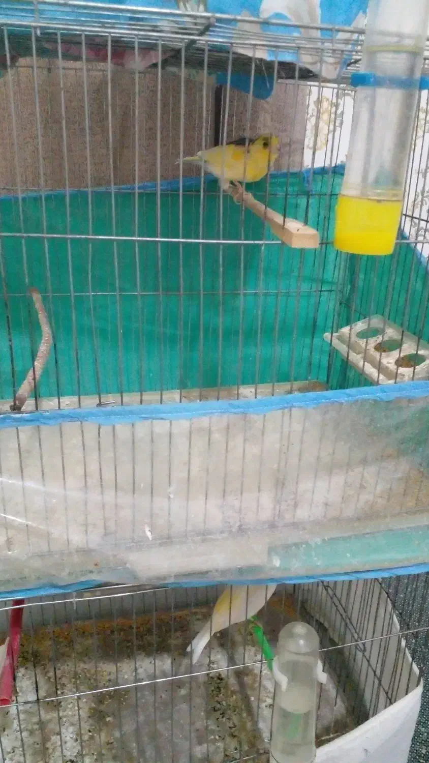 ۵عددقناری یک ماده ۴تانر|پرنده|قیدار, |دیوار